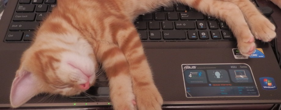 sleepy kitten keyboard